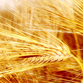 grains