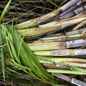 grains