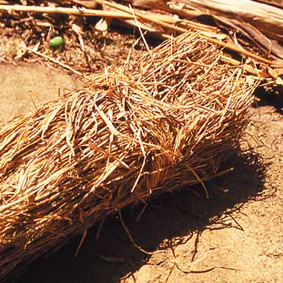 grains