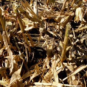 grains